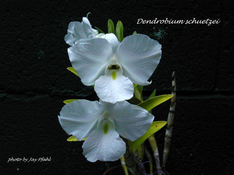 http://www.orchidspecies.com/orphotdir/denschutezii.jpg