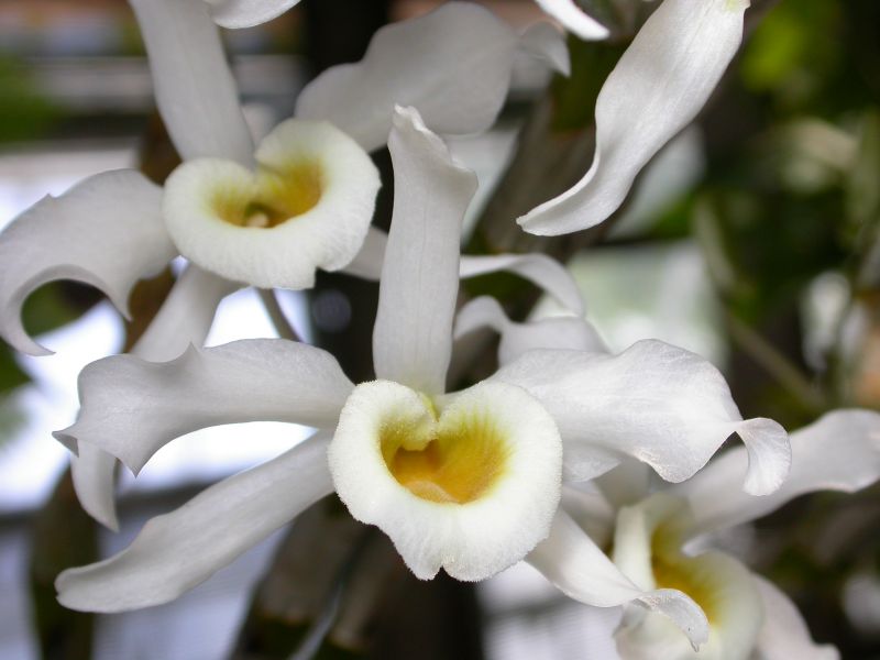 http://www.orchidspecies.com/orphotdir/densignatum.jpg