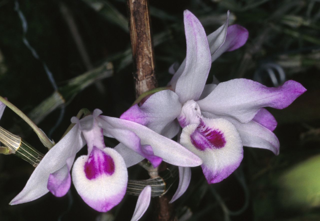 http://www.orchidspecies.com/orphotdir/dentransparens.jpg