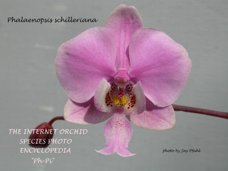 Jay's Internet Orchid Species Photo Encyclopedia - Ph - Pi