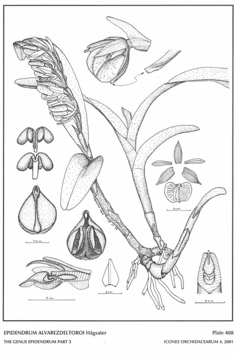 Revista Boletim Caob N 3 Cattleyas Bifoliadas Epidendrun