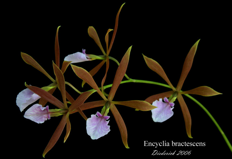 The Cattleyas And Their Relatives, Vol. 6: The South American Encyclia Species Free Download