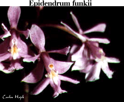 Revista Boletim Caob N 3 Cattleyas Bifoliadas Epidendrun