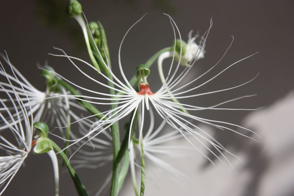 Habenaria medusa