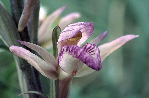 Limodorum abortivum. Foto: orchidspecies.com