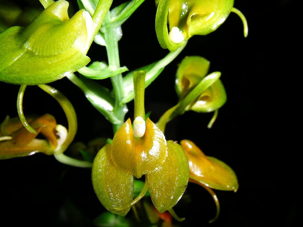 http://www.orchidspecies.com/orphotdir/lipochracea.jpg