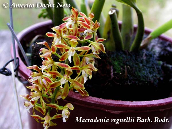 http://www.orchidspecies.com/orphotdir/macregnelii.jpg