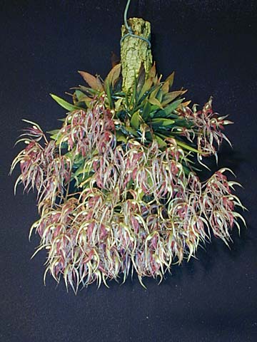 http://www.orchidspecies.com/orphotdir/macroconfertum.jpg