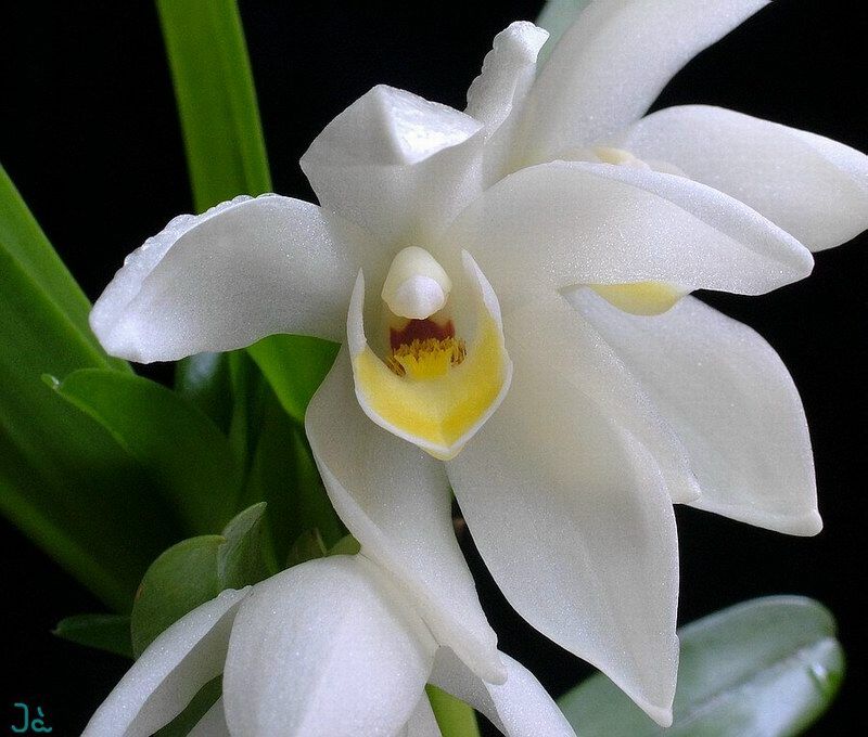 Camaridium scariliformis Orchid Species Sweet Beautiful Flowers Divisions NBS