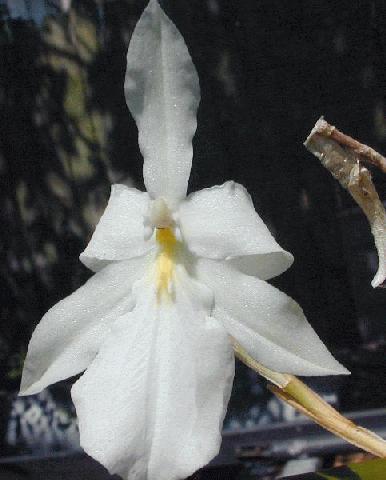 Miltonia spectabilis var semi alba orchid species.