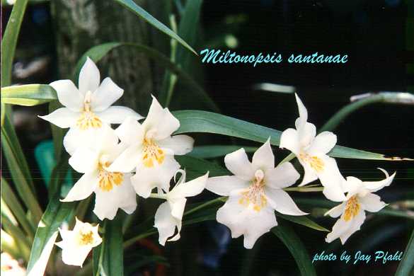 Revista Boletim Caob N 3 Cattleyas Bifoliadas Epidendrun