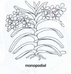 monopodial.jpg