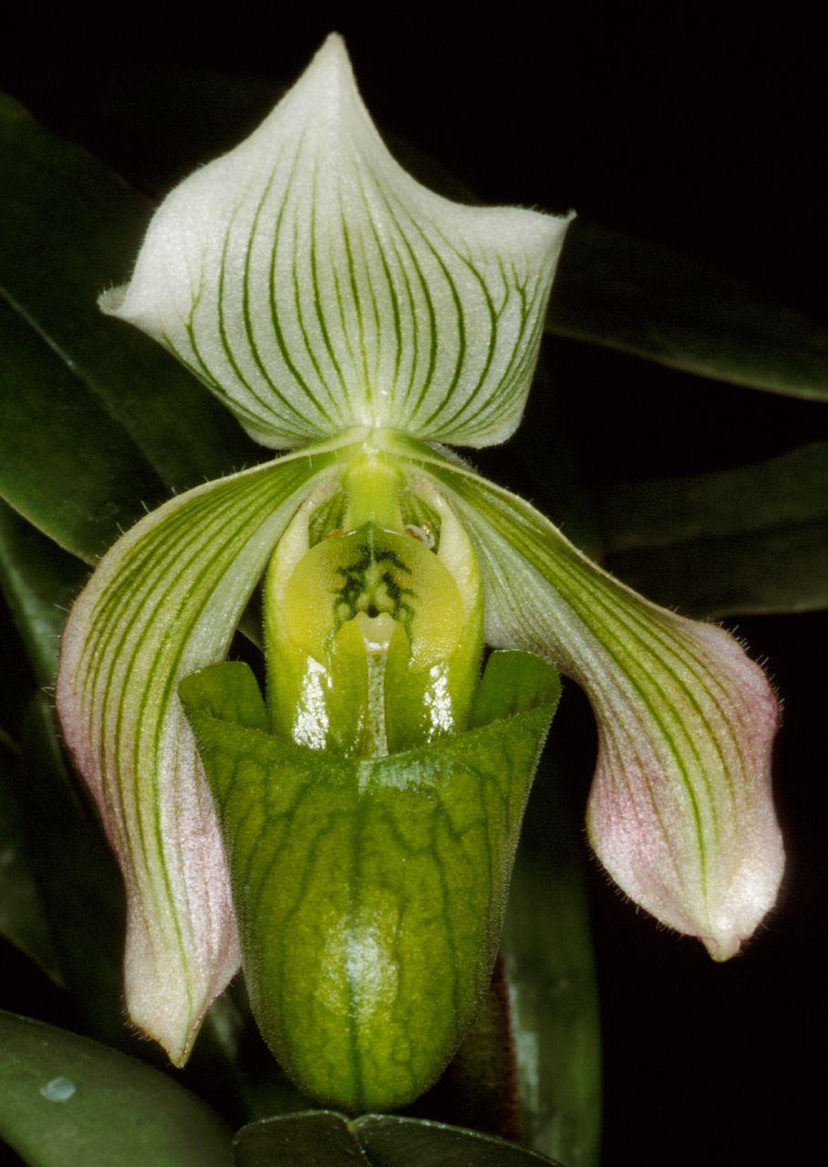 http://www.orchidspecies.com/orphotdir/paphibougainvilleanum.jpg