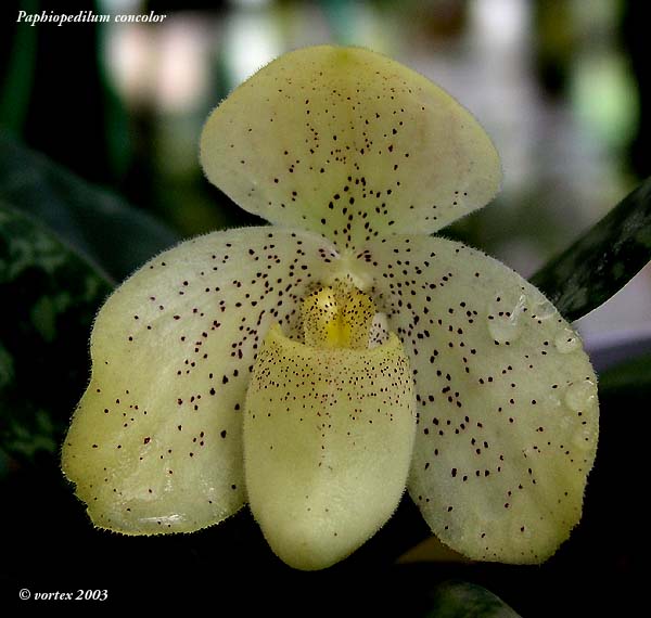 Paphiopedilum concolor Year 2019 Orchid specie seeds 