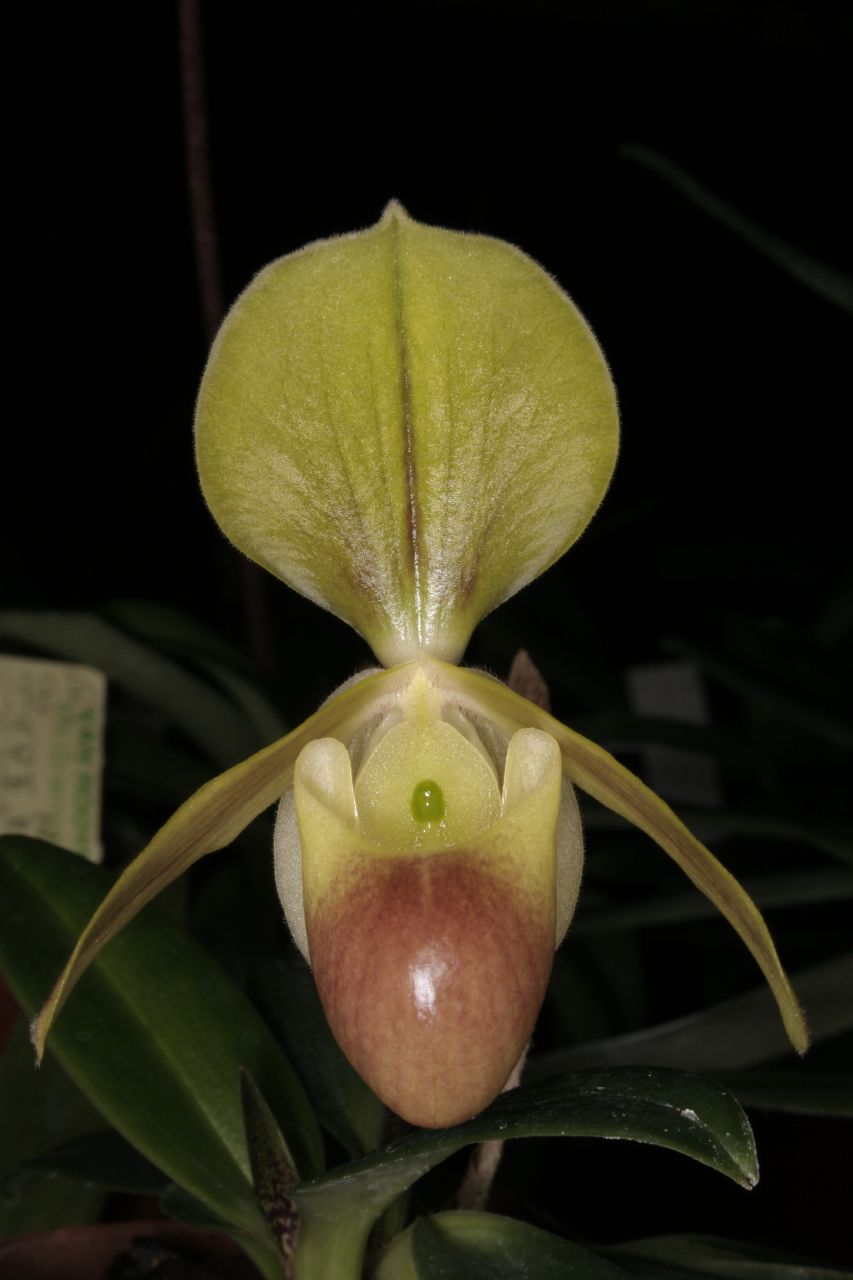 http://www.orchidspecies.com/orphotdir/paphiopehellenae.jpg