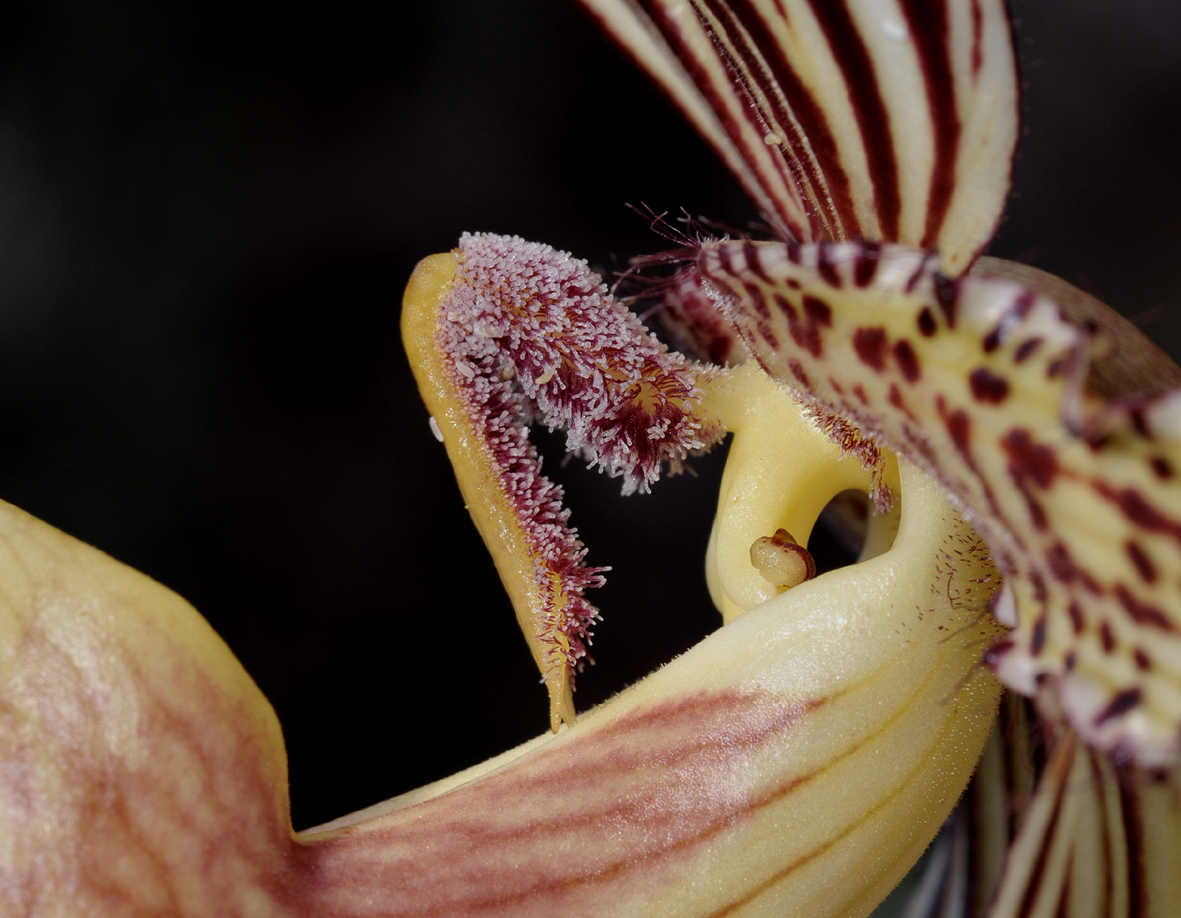 Paphiopedilum rothschildianum Hybride ´Pink Sensation´ Orchidee Orchidee 