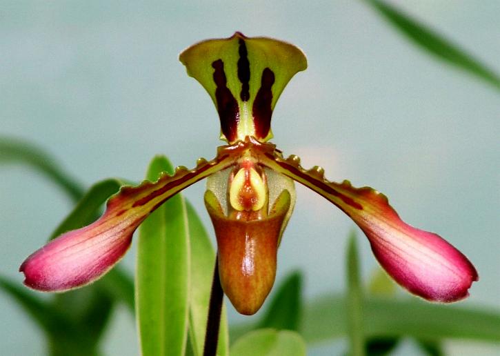 Paph Tigrinum