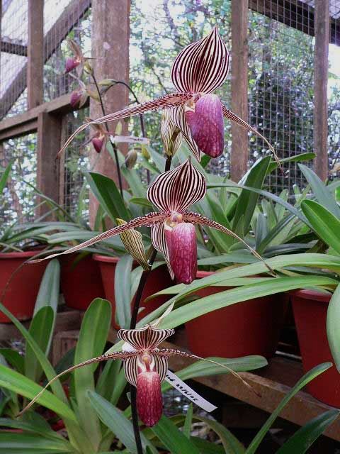 http://www.orchidspecies.com/orphotdir/paphrothchildianum.jpg