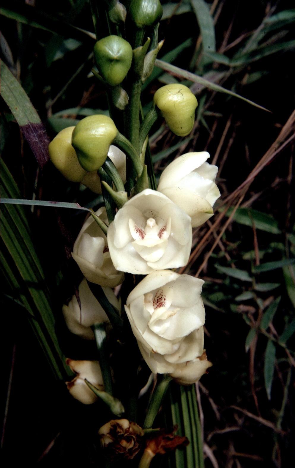 http://www.orchidspecies.com/orphotdir/periselata.jpg