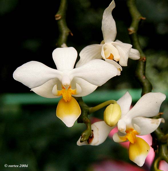 Orchid Orchidee Phalaenopsis equestris cute species 19 Pr 