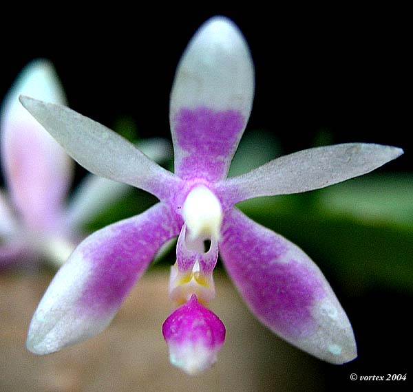 Orchid Orchidee Phalaenopsis modesta × sib 20 Pr 