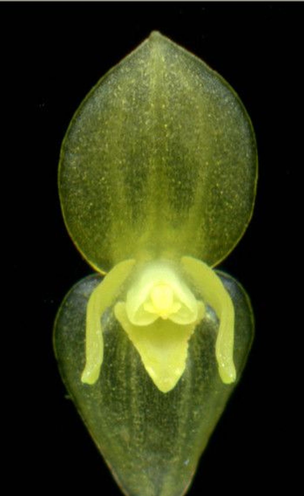 Pleurogenoides sp. in the oral cavity of Atheris hispida LAURENT, 1955.