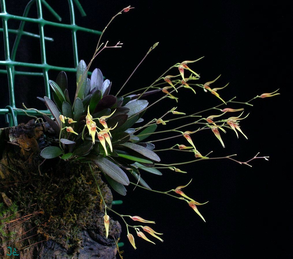 Details about   Specklinia picta Miniature Orchid Species 