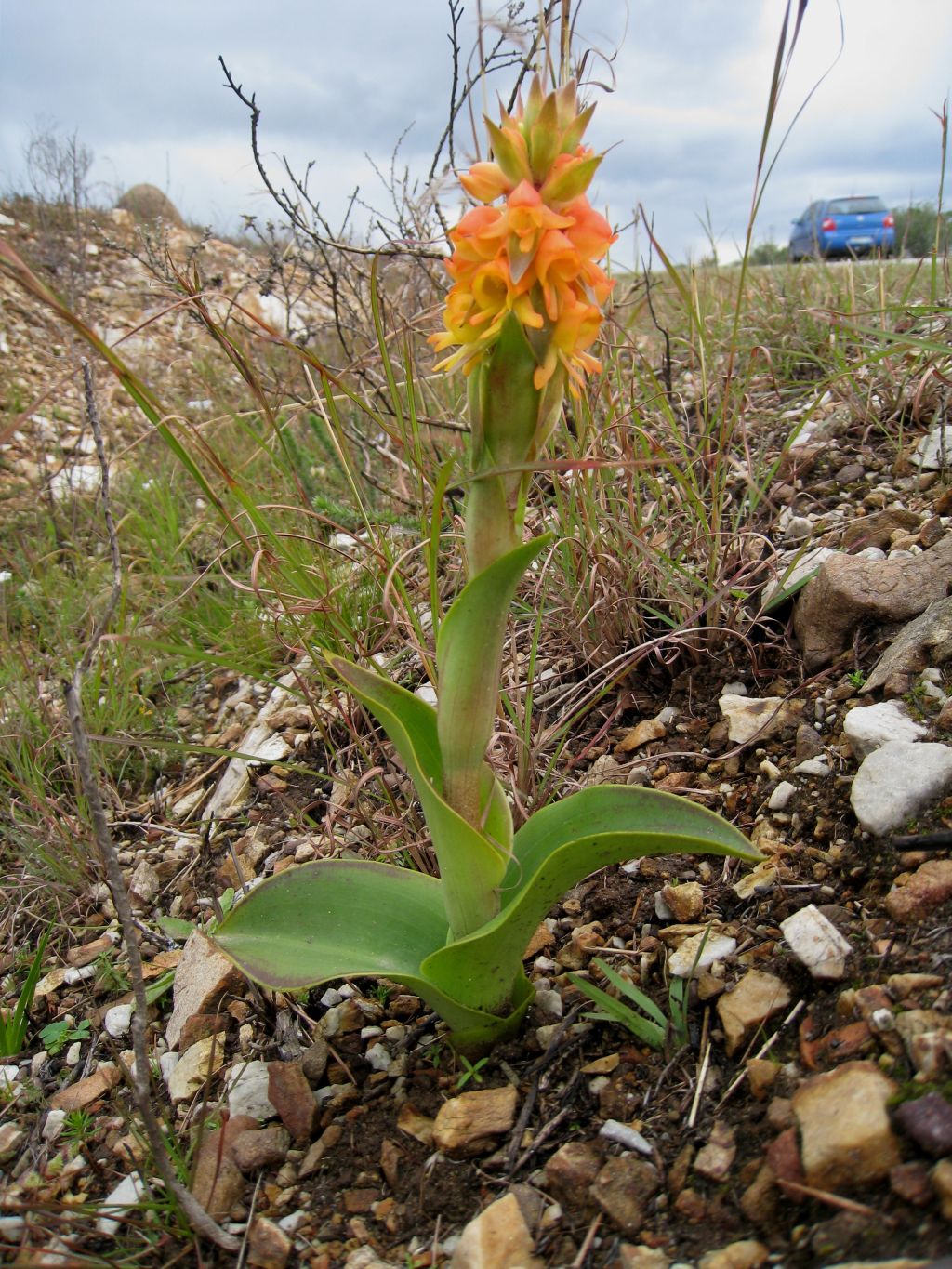 http://www.orchidspecies.com/orphotdir/satycoriifolium.jpg