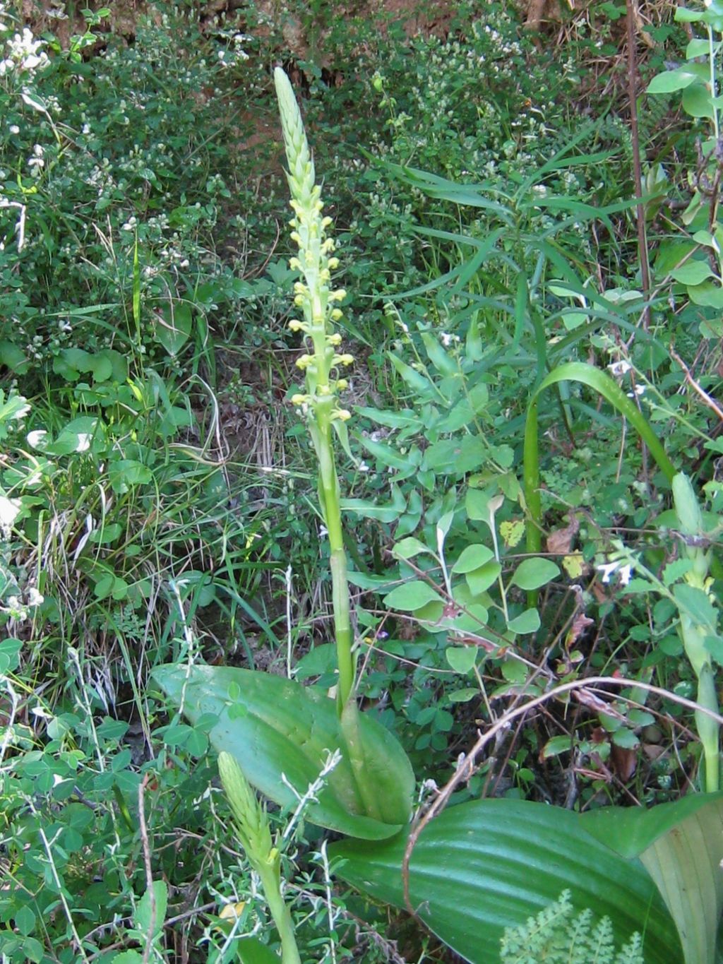 http://www.orchidspecies.com/orphotdir/satyparviflorum.jpg