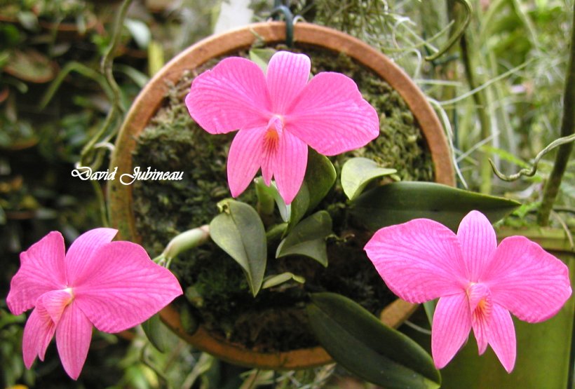 Sophonitis wittigiana x Laelia cinnabariana Orchid PLANT Miniature CITES 