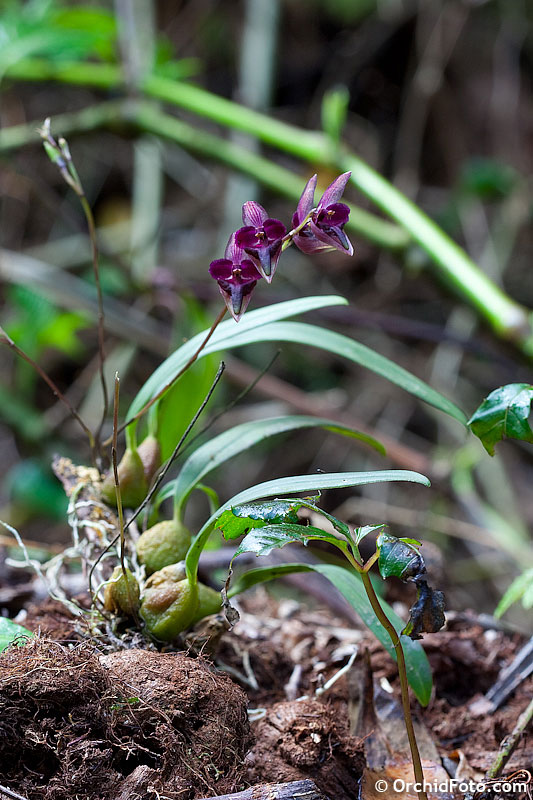 Plant and Flowers in situ Thailand Photos by Orchidfotocom