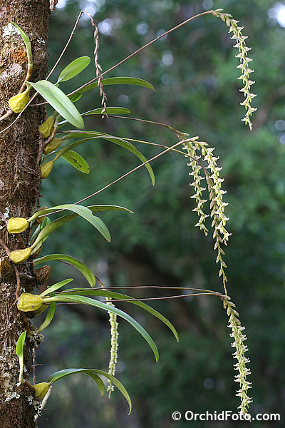 Plants and flowers insitu Thailand Photos by Manorot Tangsaveepha and