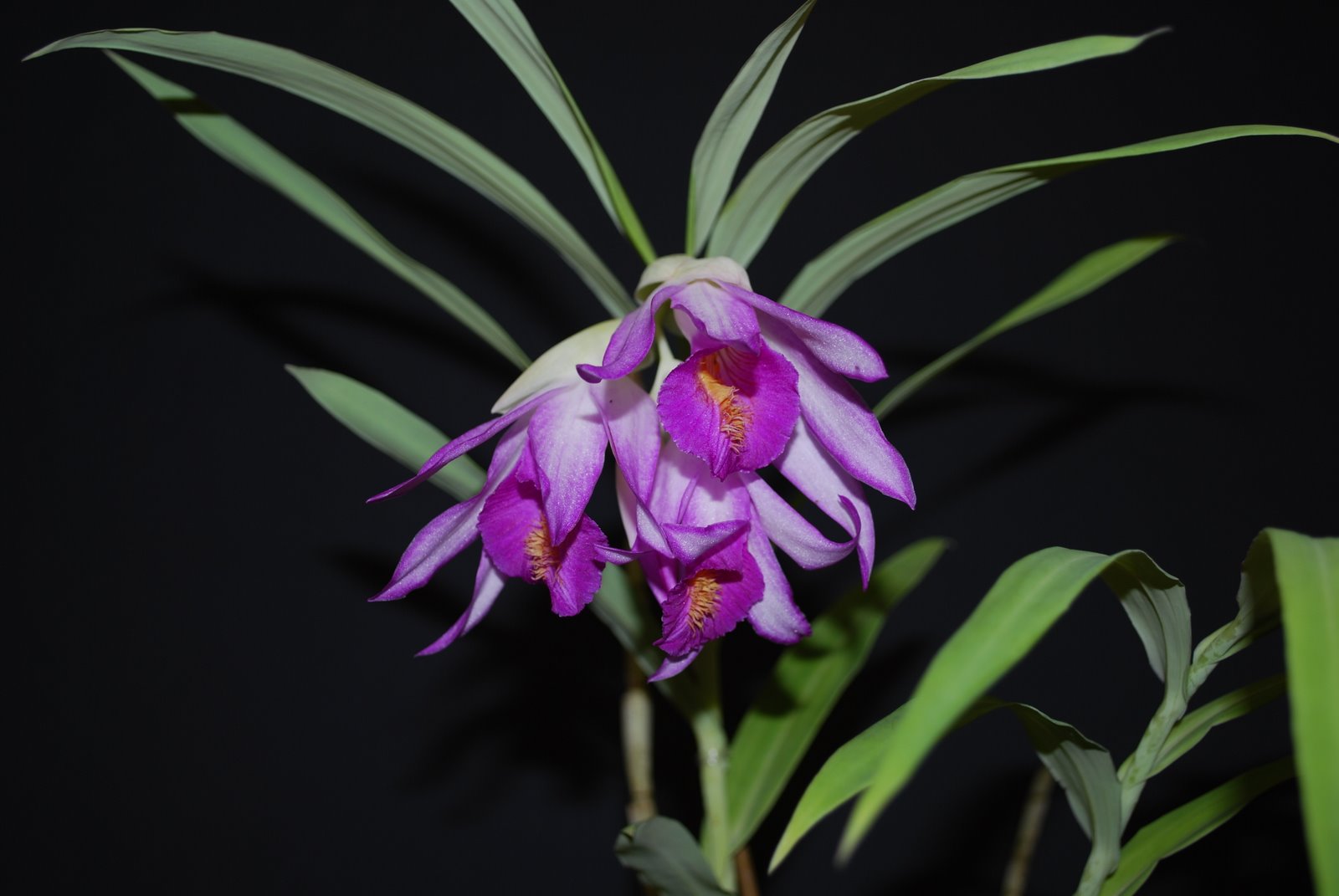http://www.orchidspecies.com/orphotdir/thunbensoniae.jpg