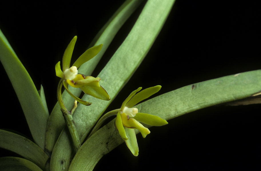 http://www.orchidspecies.com/orphotdir/trudchlorosantha.jpg