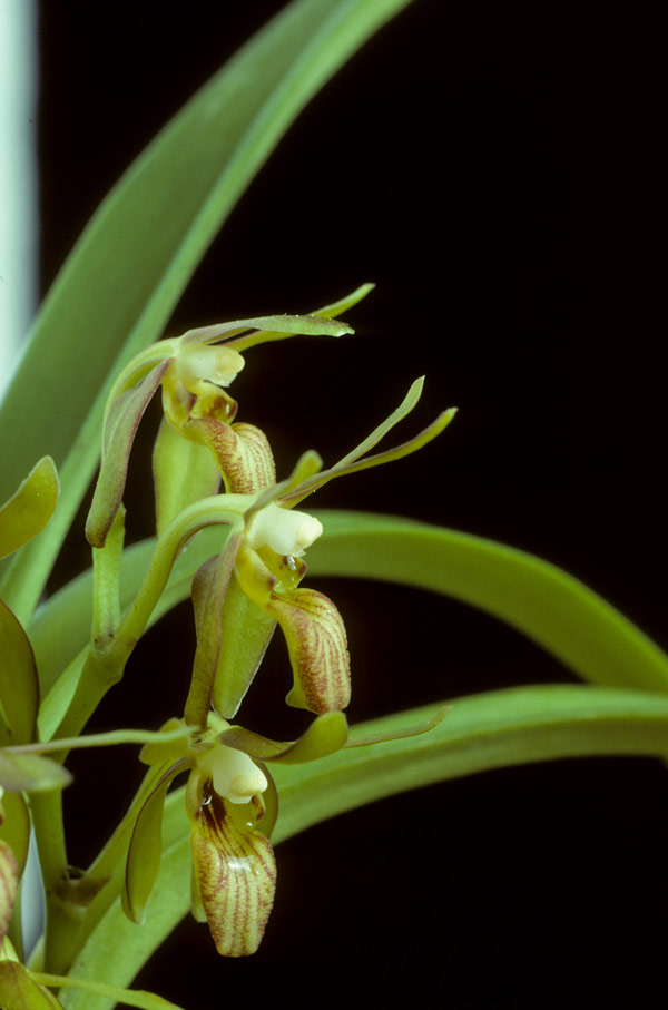 http://www.orchidspecies.com/orphotdir/trudgriffithii.jpg