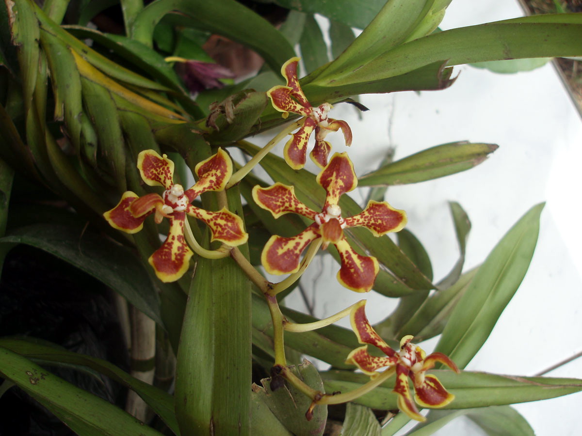 http://www.orchidspecies.com/orphotdir/vandarcuata.jpg