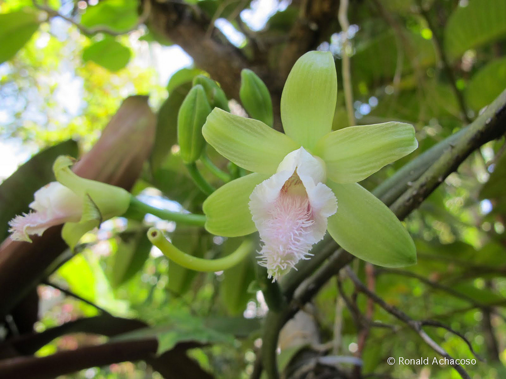 Vanilla aphylla Very Rare species Thai Vanilla 15cm Rooted plant