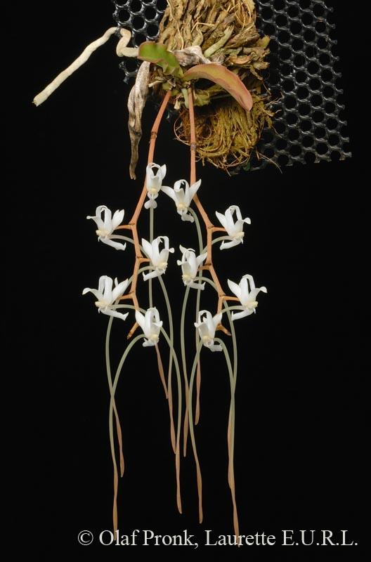 http://www.orchidspecies.com/orphotdir/aerdecaryana.jpg