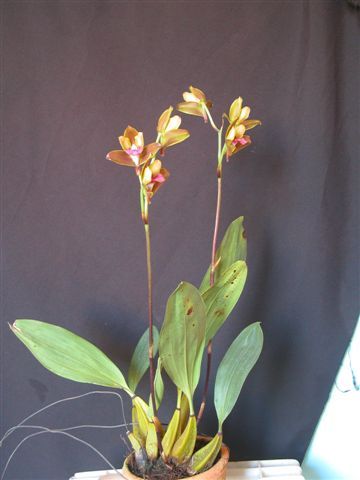 http://www.orchidspecies.com/orphotdir/bifrverbooneii.jpg