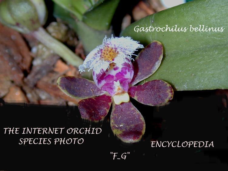 Gastrochilus bellinus