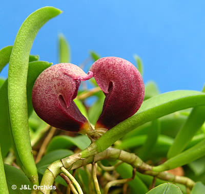 http://www.orchidspecies.com/orphotdir/pleurothalsaracena.jpg